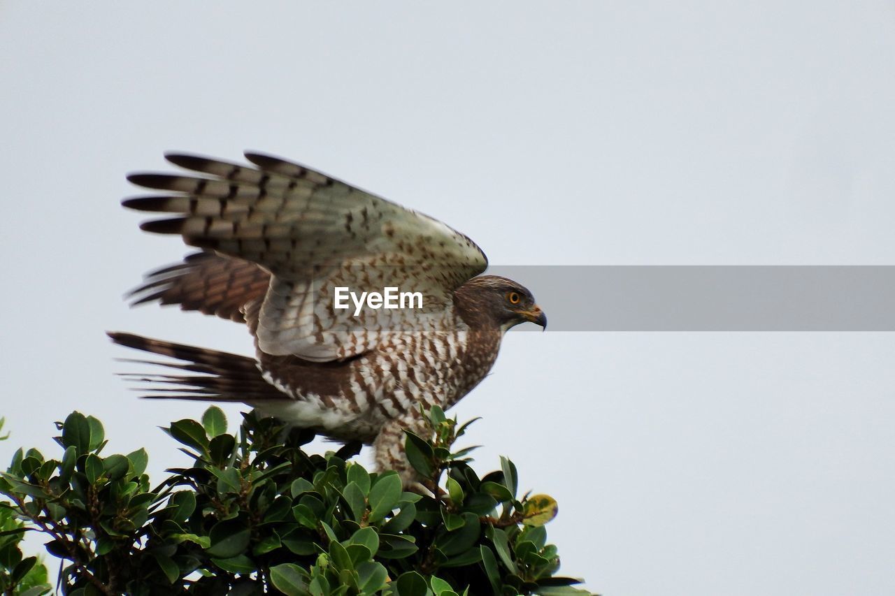 LOW ANGLE VIEW OF OWL PERCHING ON PLANT