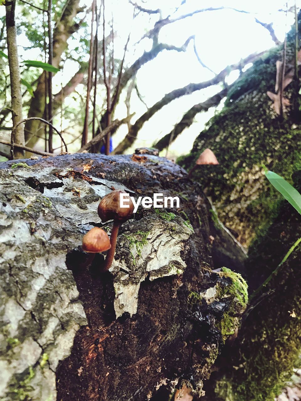 CLOSE-UP OF MUSHROOMS GROWING ON TREE