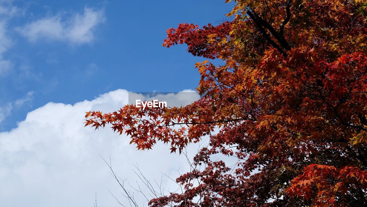 Low angle view of autumnal tree against sky