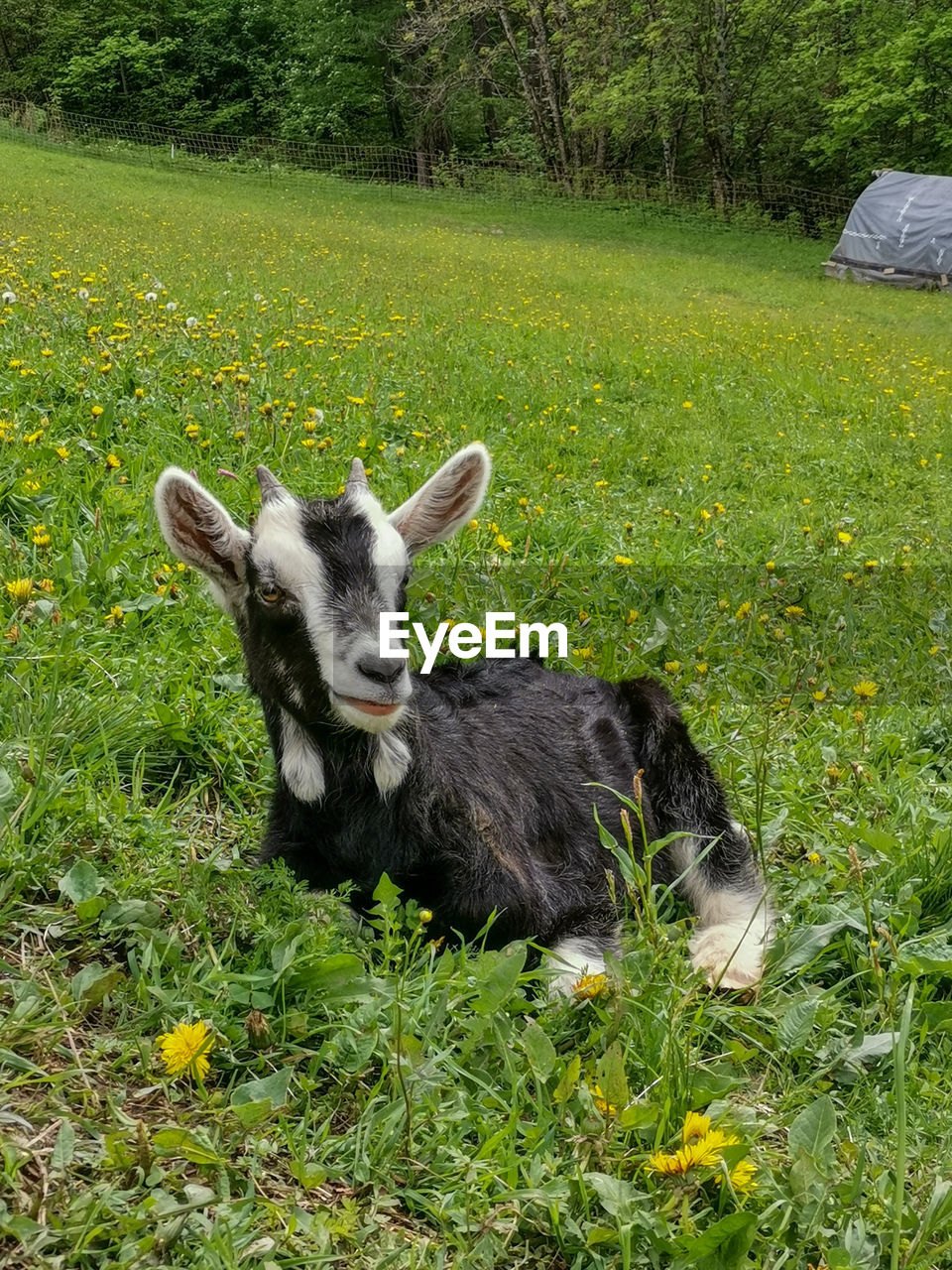 Portrait of goat on field