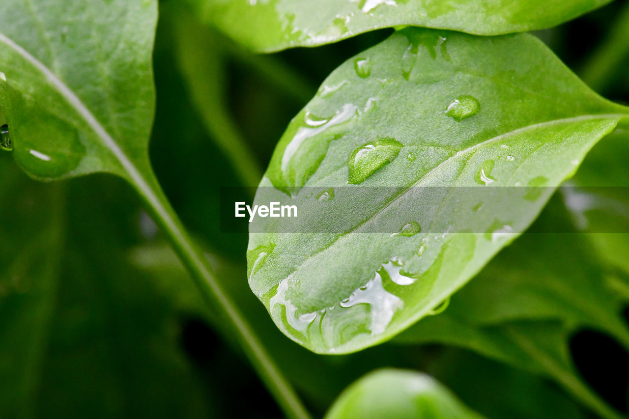 Close-up of wet leaves