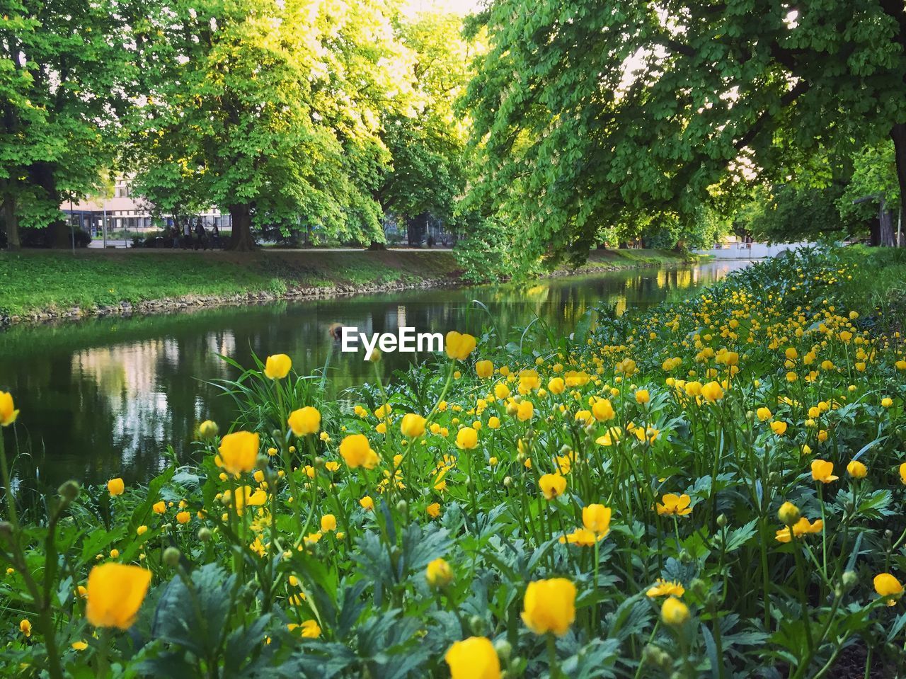 Close-up of yellow flowers against the lake