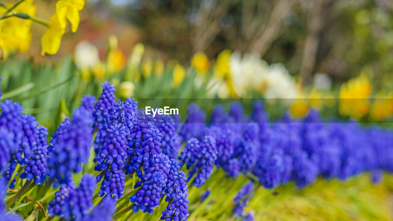 PURPLE FLOWERING PLANTS IN PARK