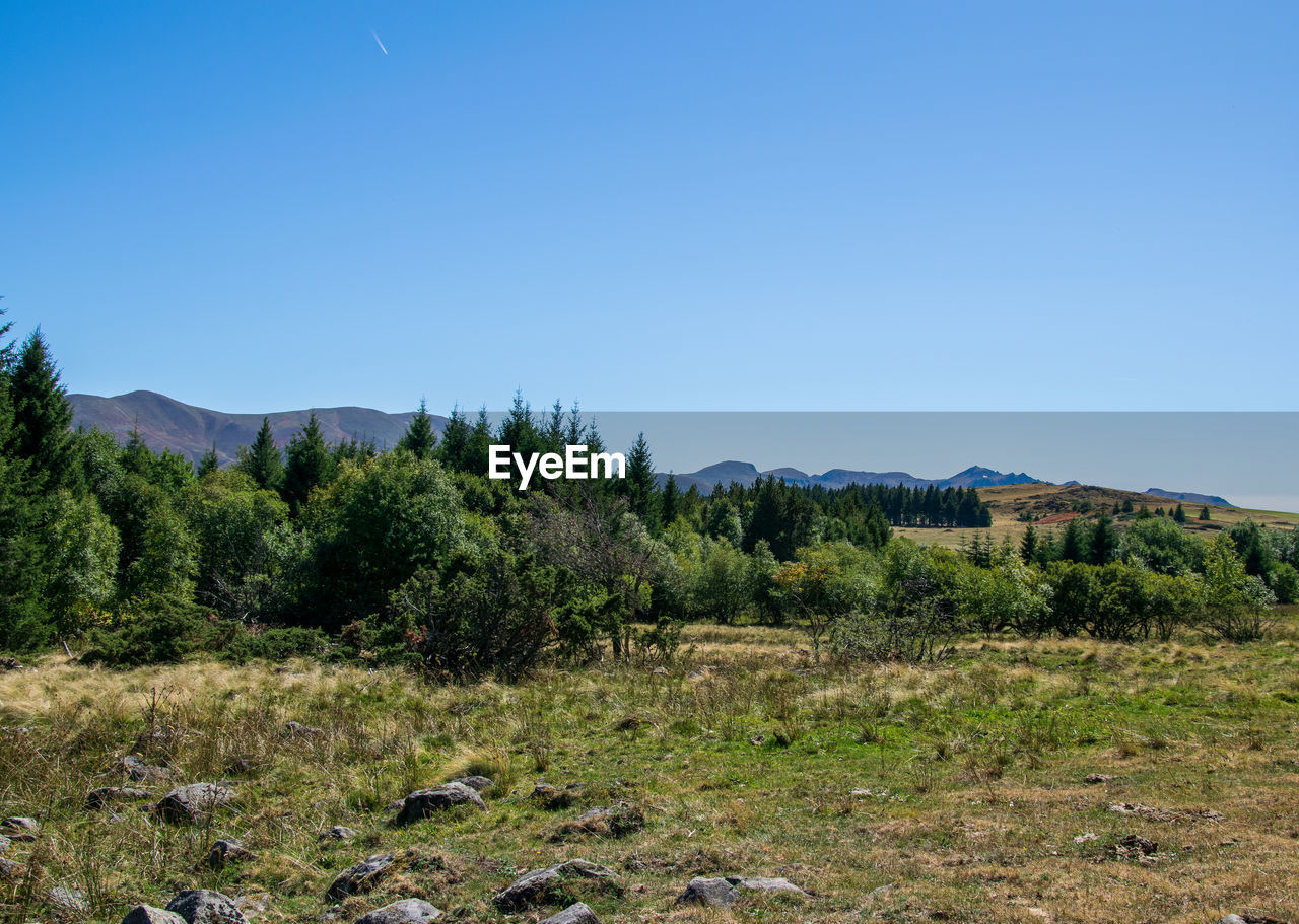 Scenic view of field against clear blue sky