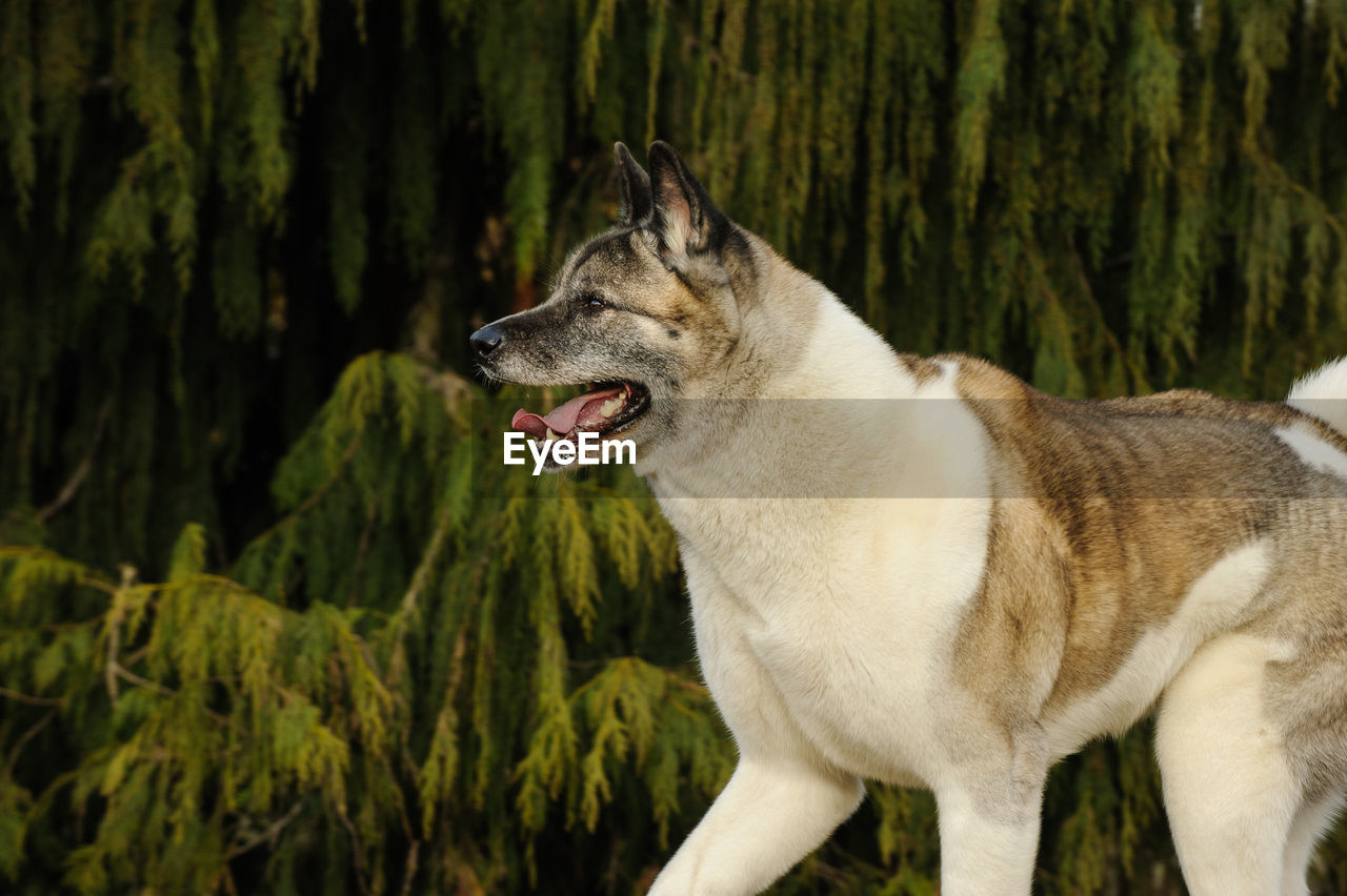 Side view of japanese akita walking by plants