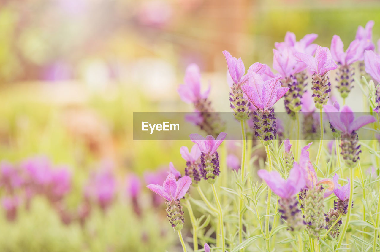 close-up of purple crocus flowers