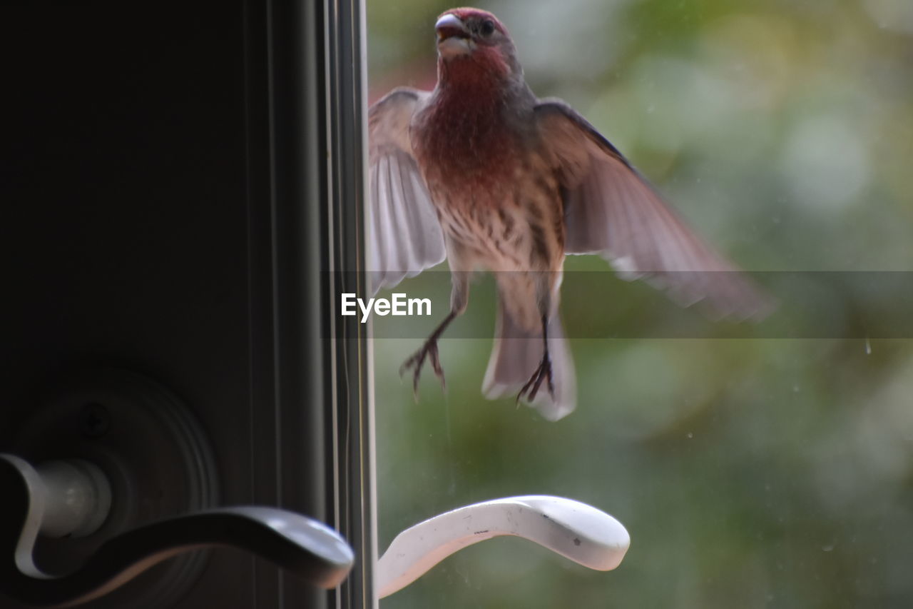 CLOSE-UP OF BIRD FLYING IN MID-AIR