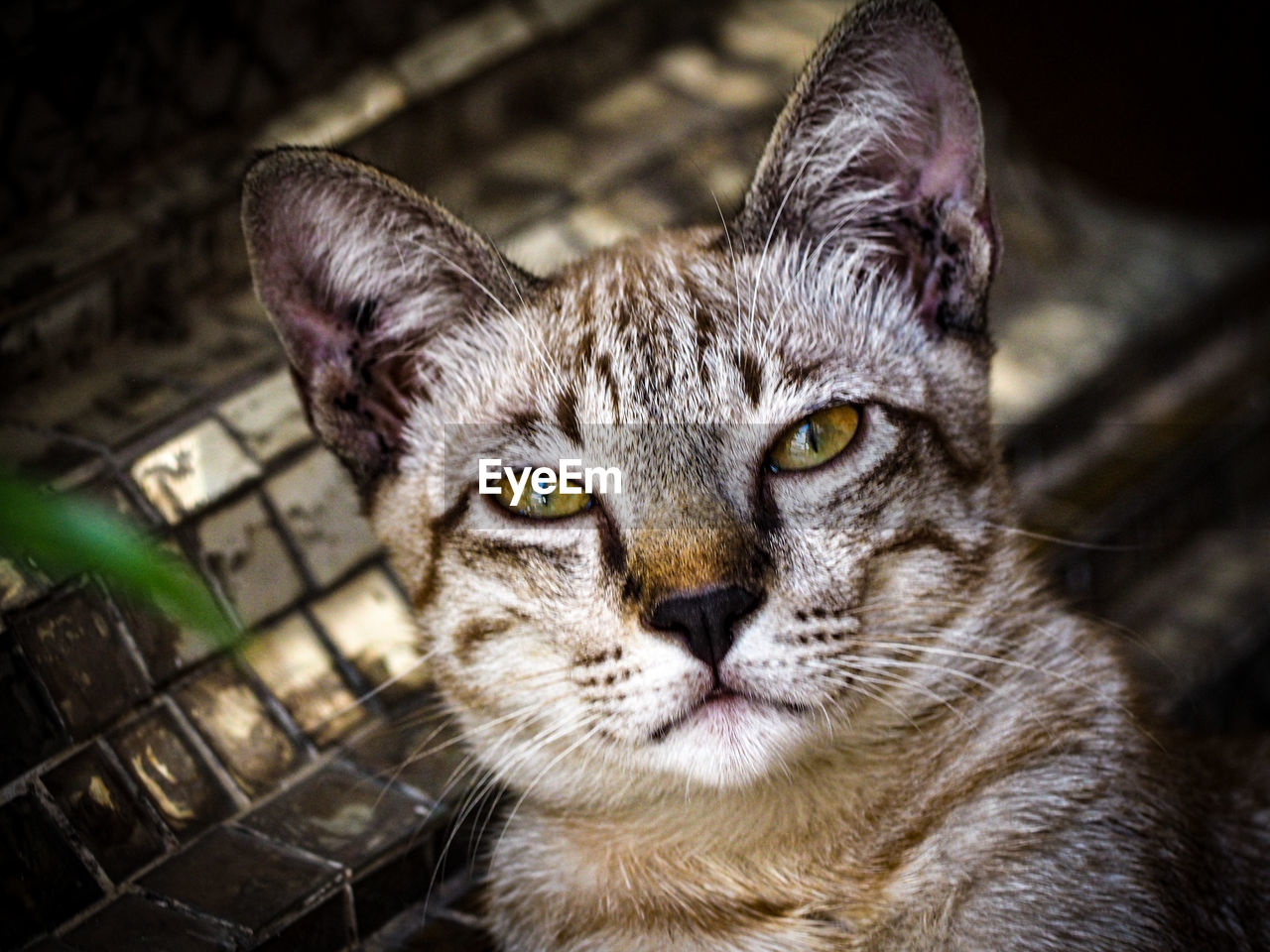 pet, animal, animal themes, cat, mammal, one animal, domestic animals, feline, domestic cat, whiskers, close-up, portrait, looking at camera, tabby cat, felidae, small to medium-sized cats, animal body part, carnivore, wild cat, no people, animal head, eye, focus on foreground, animal eye