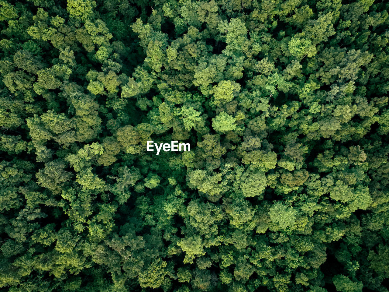 Aerial top view of green trees in forest. drone view of dense green tree captures co2. green tree