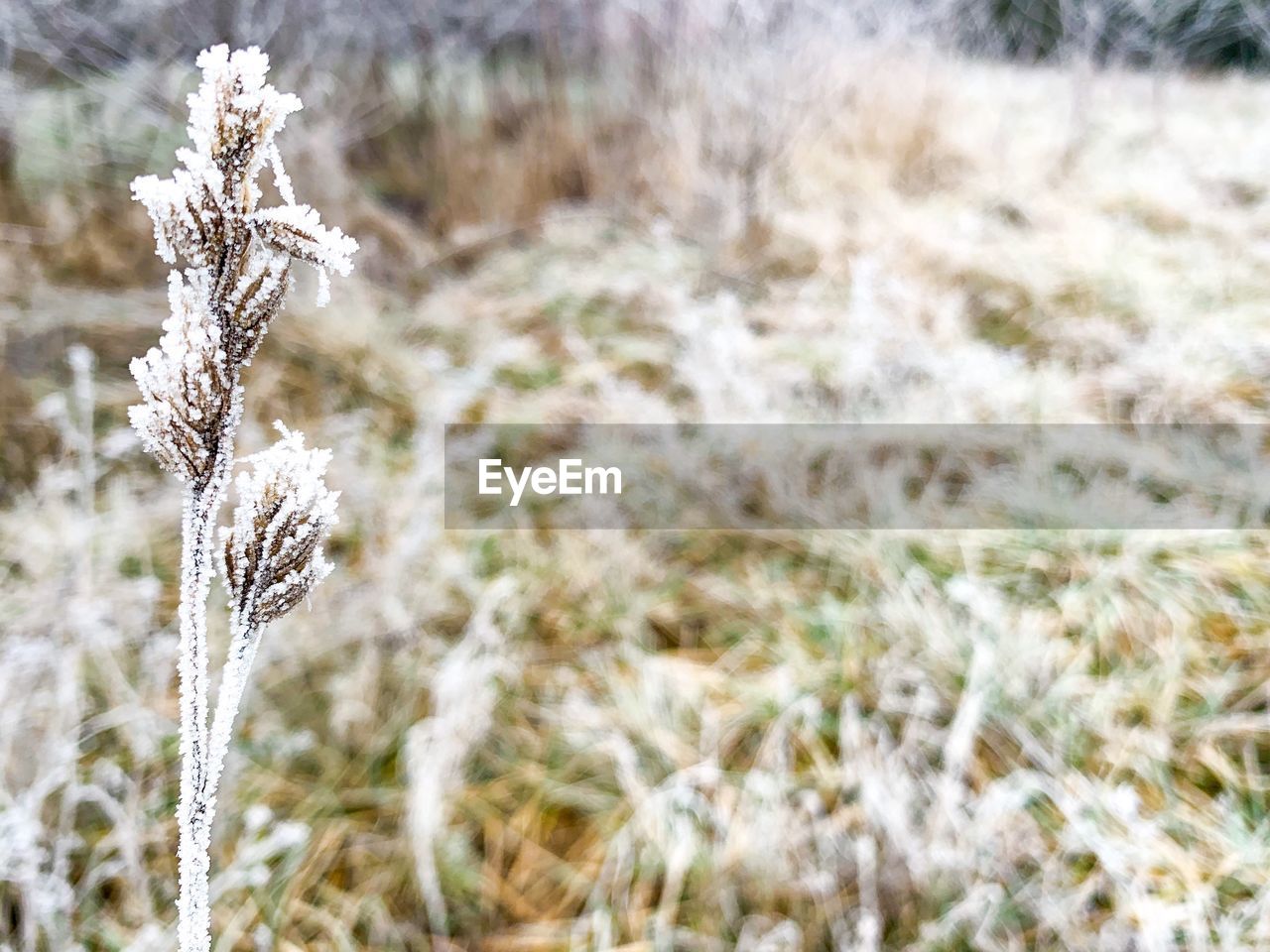 CLOSE-UP OF FROZEN PLANT ON LAND
