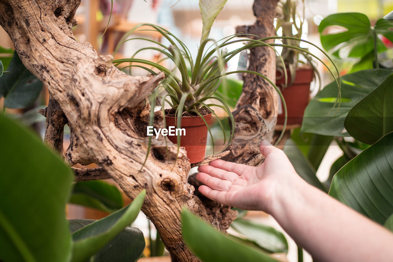 Crop unrecognizable vendor demonstrating tropical plant in pot between rough trunks at work in garden shop