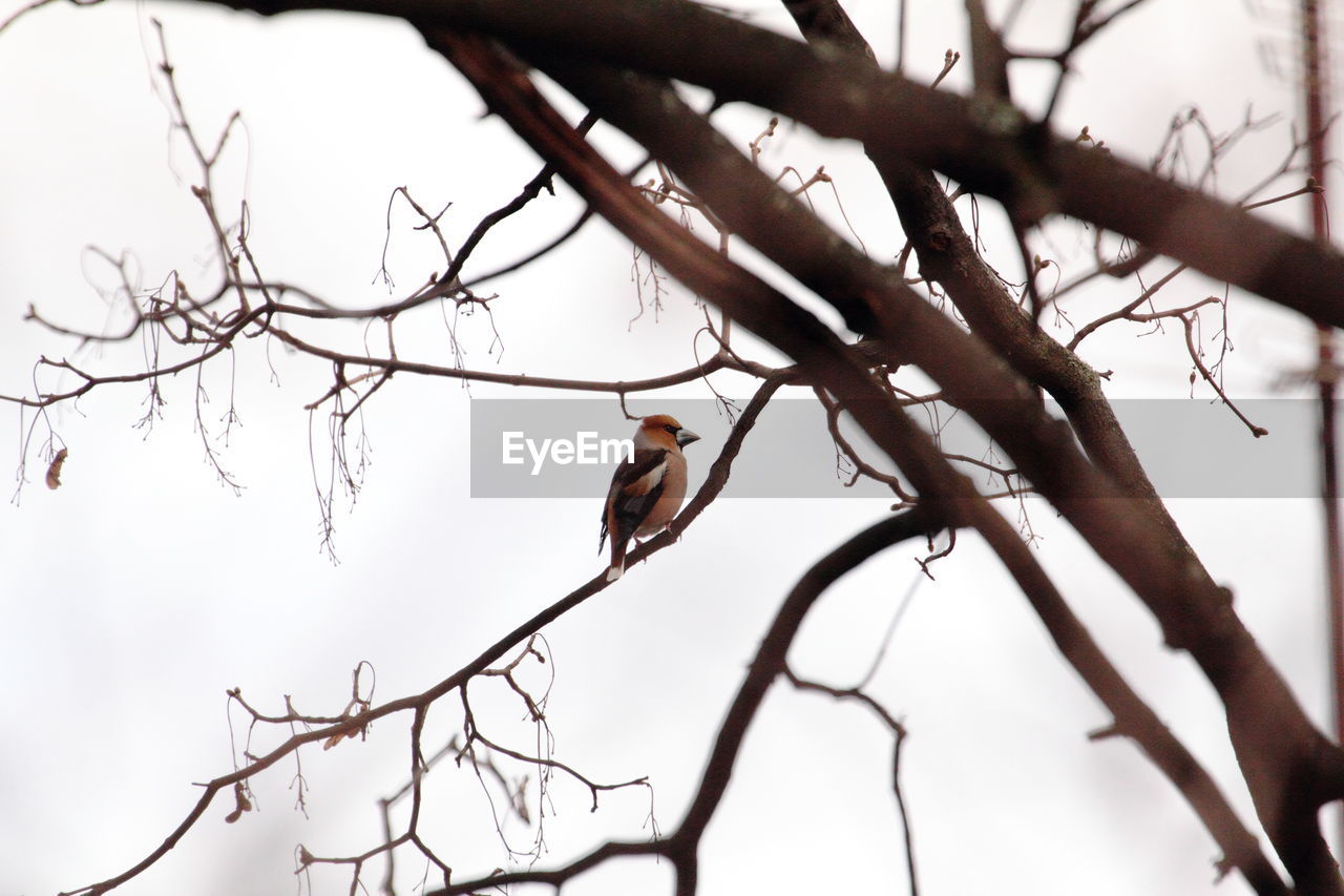 LOW ANGLE VIEW OF BIRDS PERCHING ON TREE