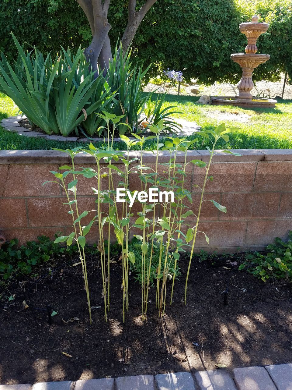 PLANTS GROWING ON TREE TRUNK