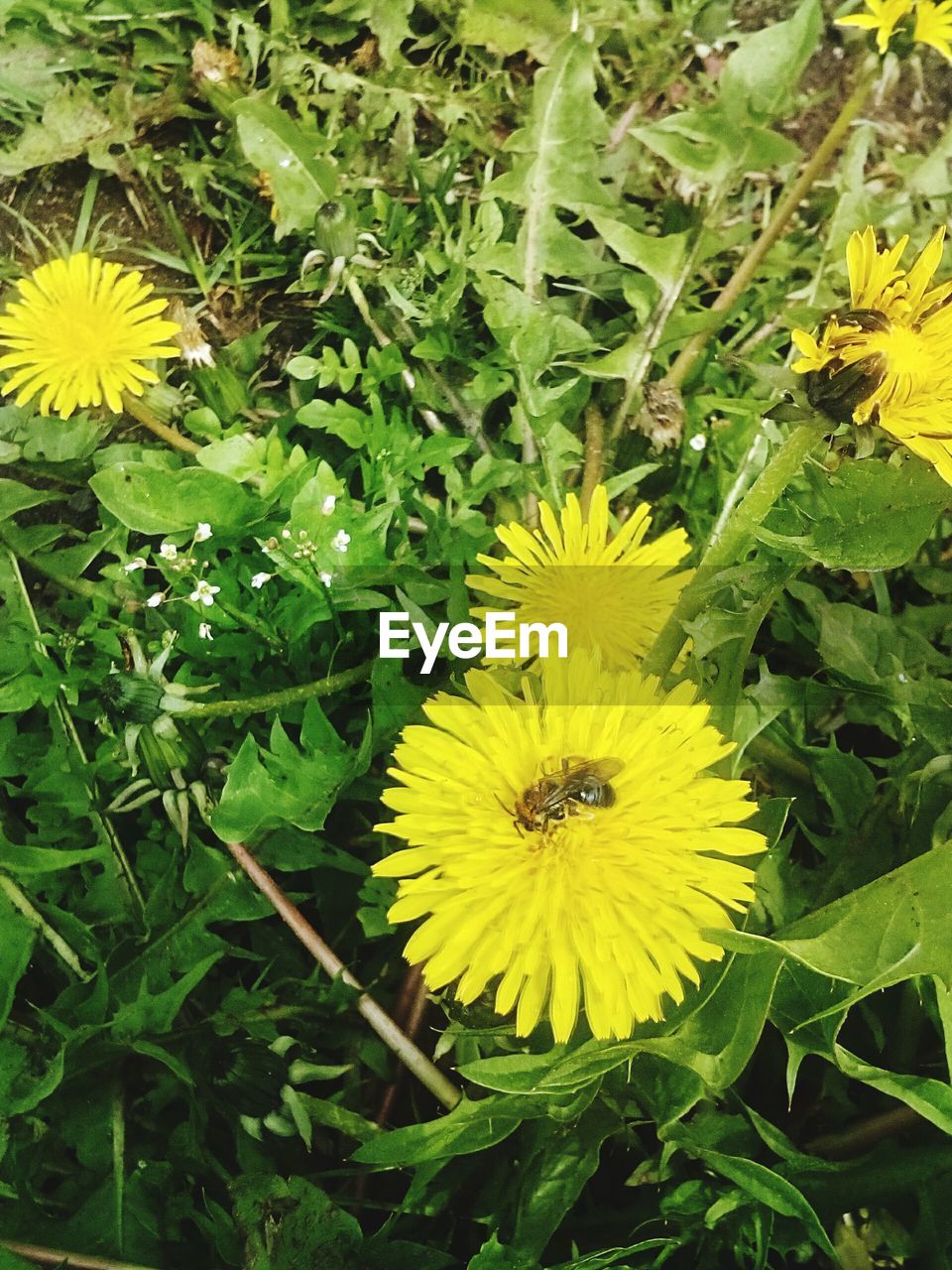 BEE ON YELLOW FLOWER