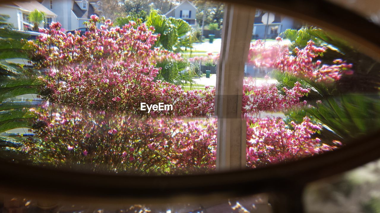 CLOSE-UP OF PINK FLOWERS BLOOMING IN PARK