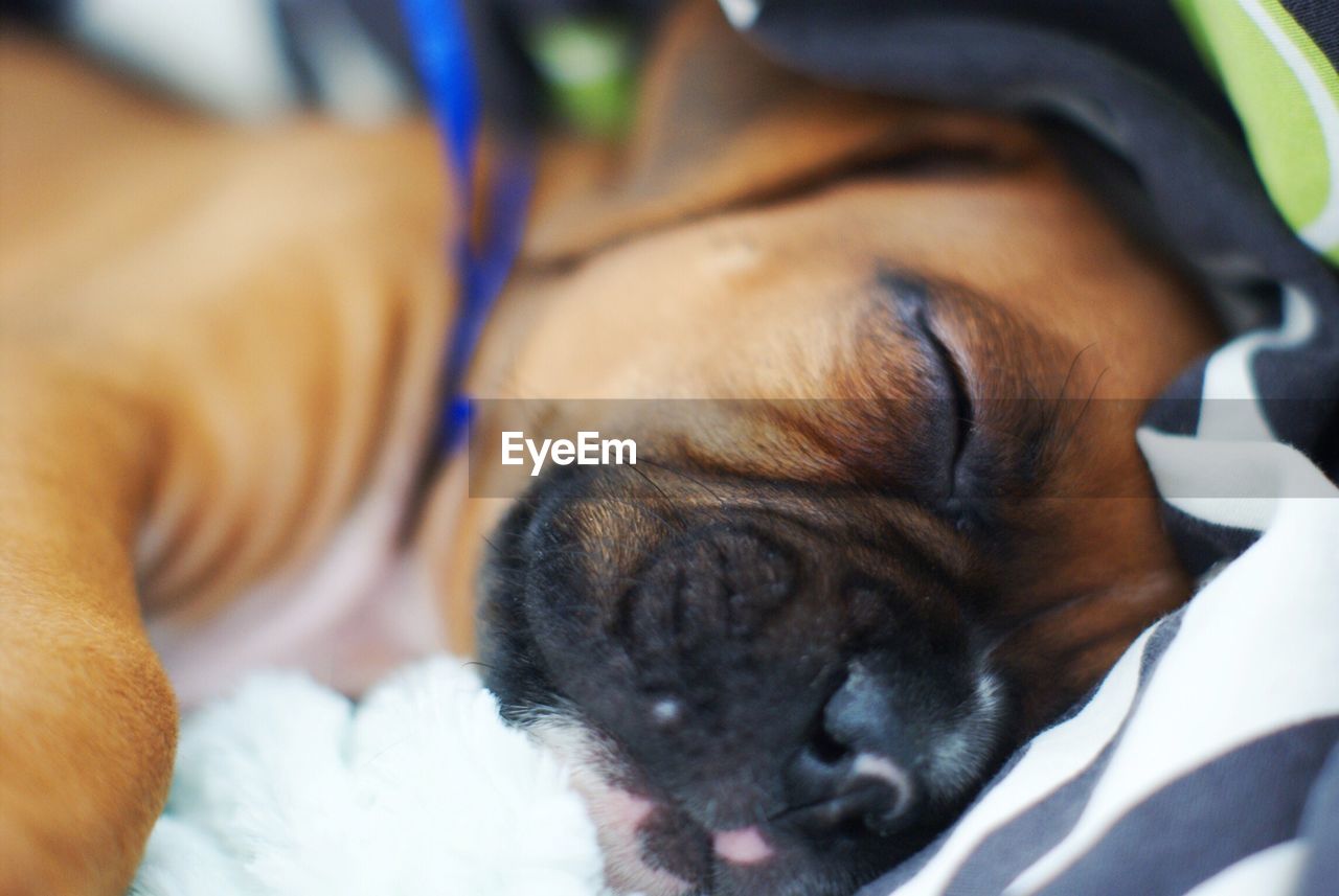 CLOSE-UP OF DOG SLEEPING