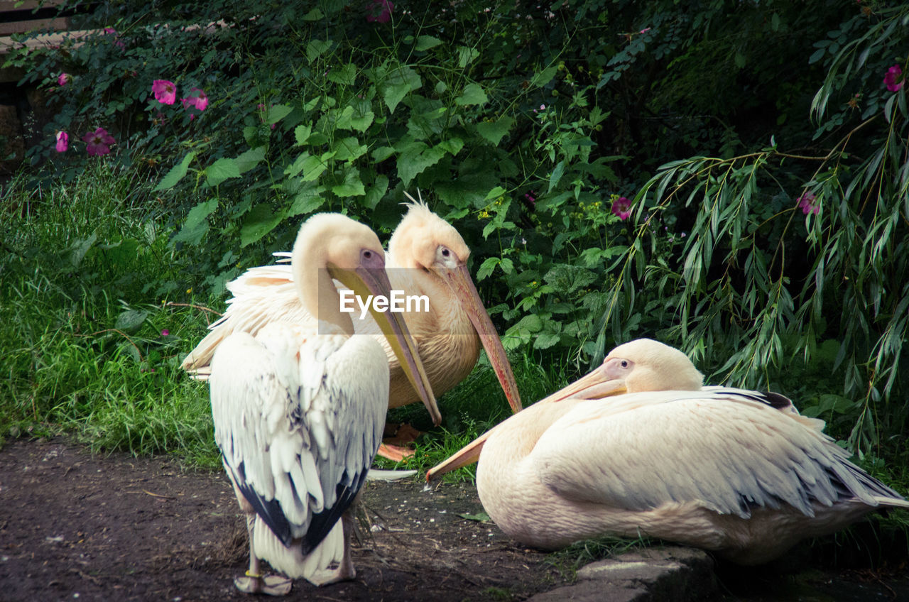 Close-up of pelicans  perching on plants