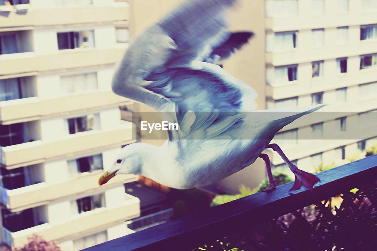 Close-up of seagull on building railing