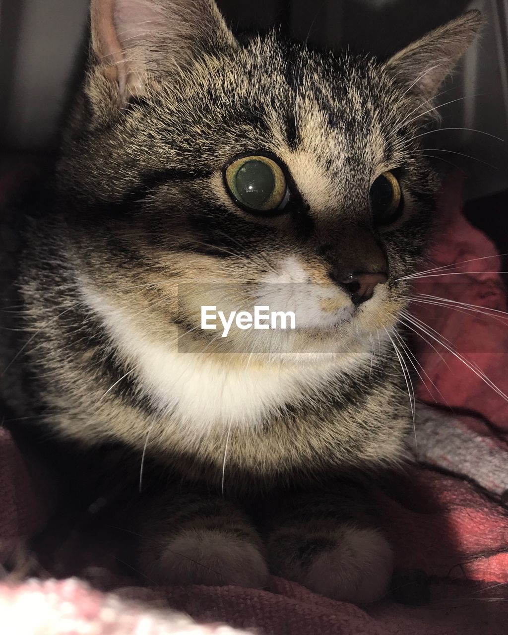 CLOSE-UP PORTRAIT OF CAT IN MOUTH