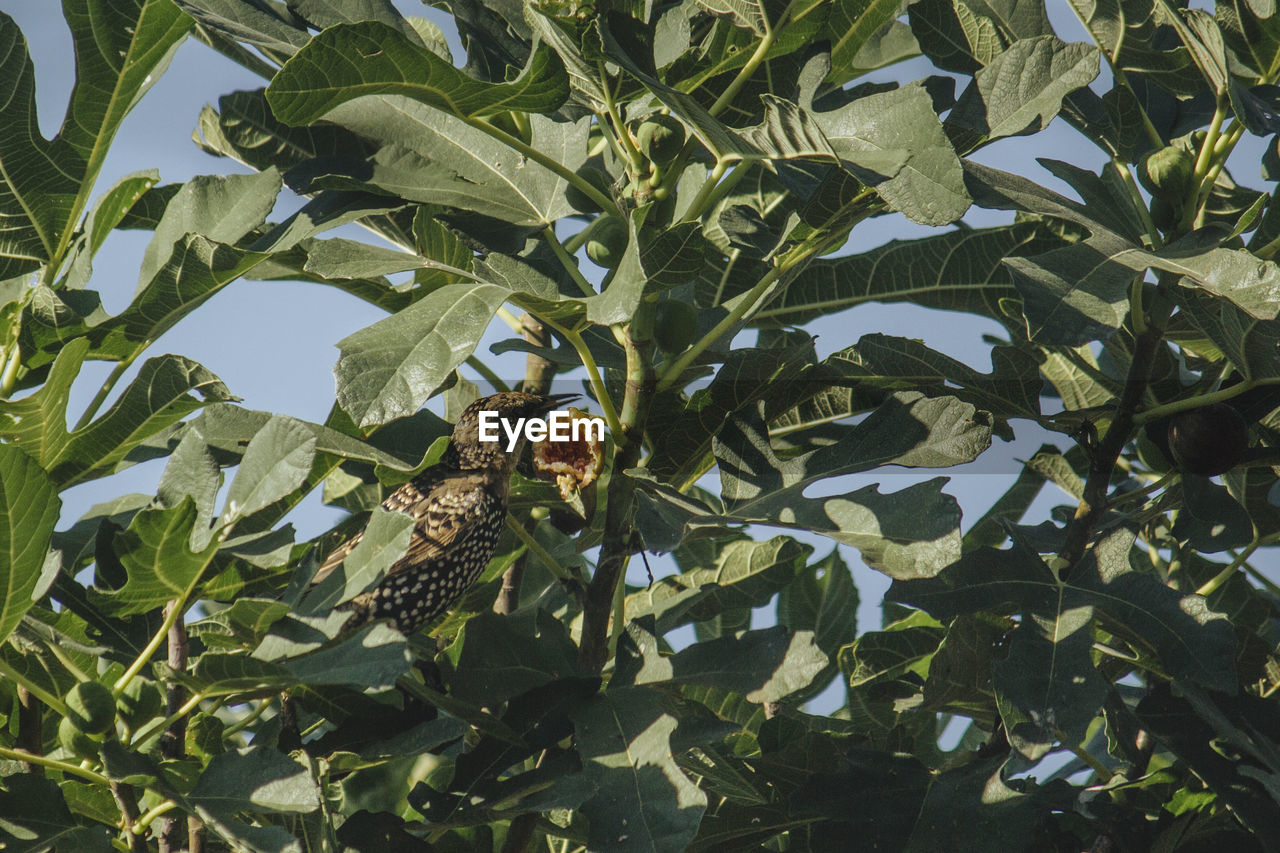 Close-up of bird perching on plant