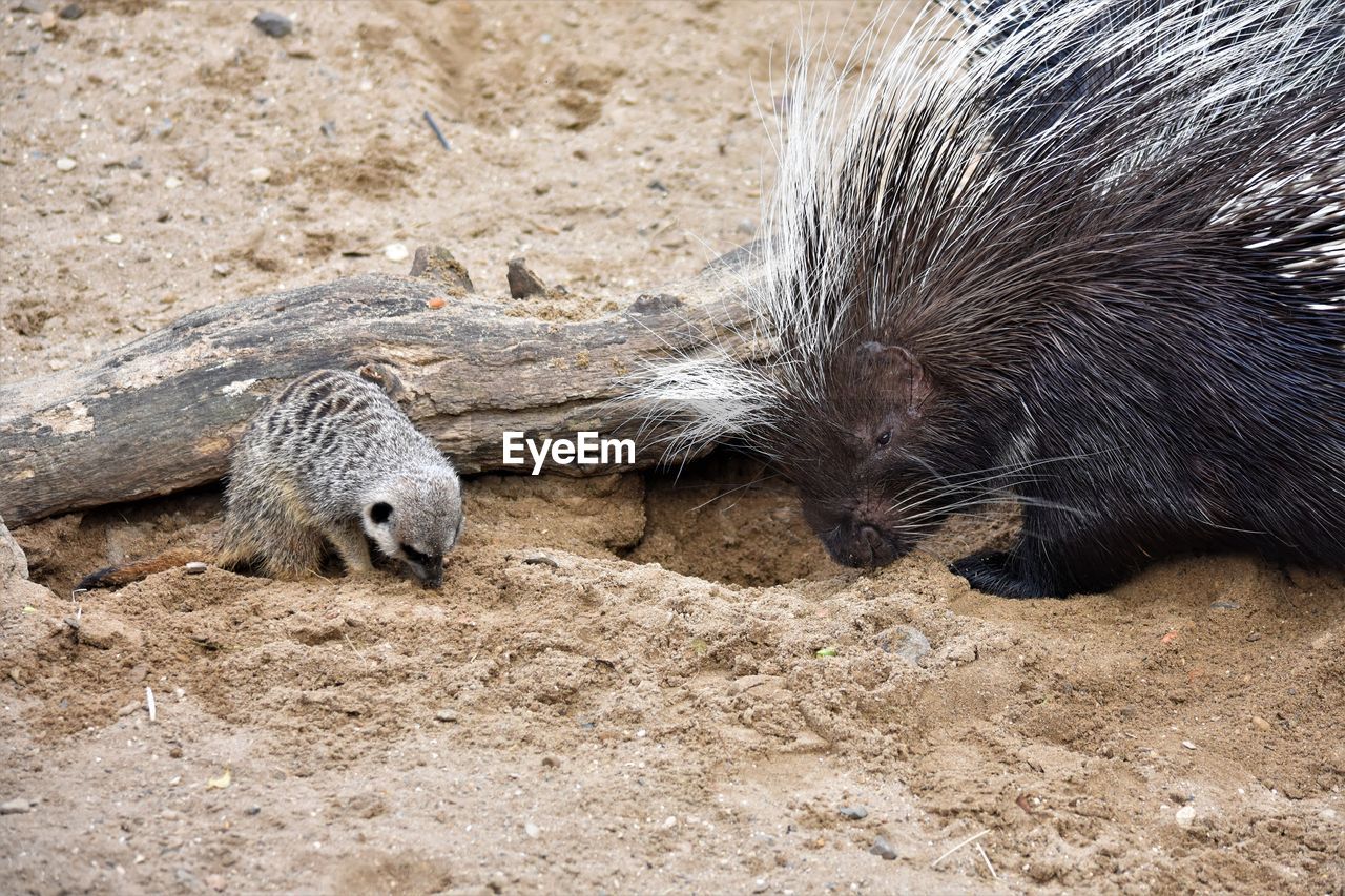 Close-up of a meerkat and porcupine in the field