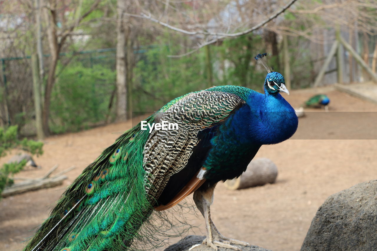 CLOSE-UP OF PEACOCK