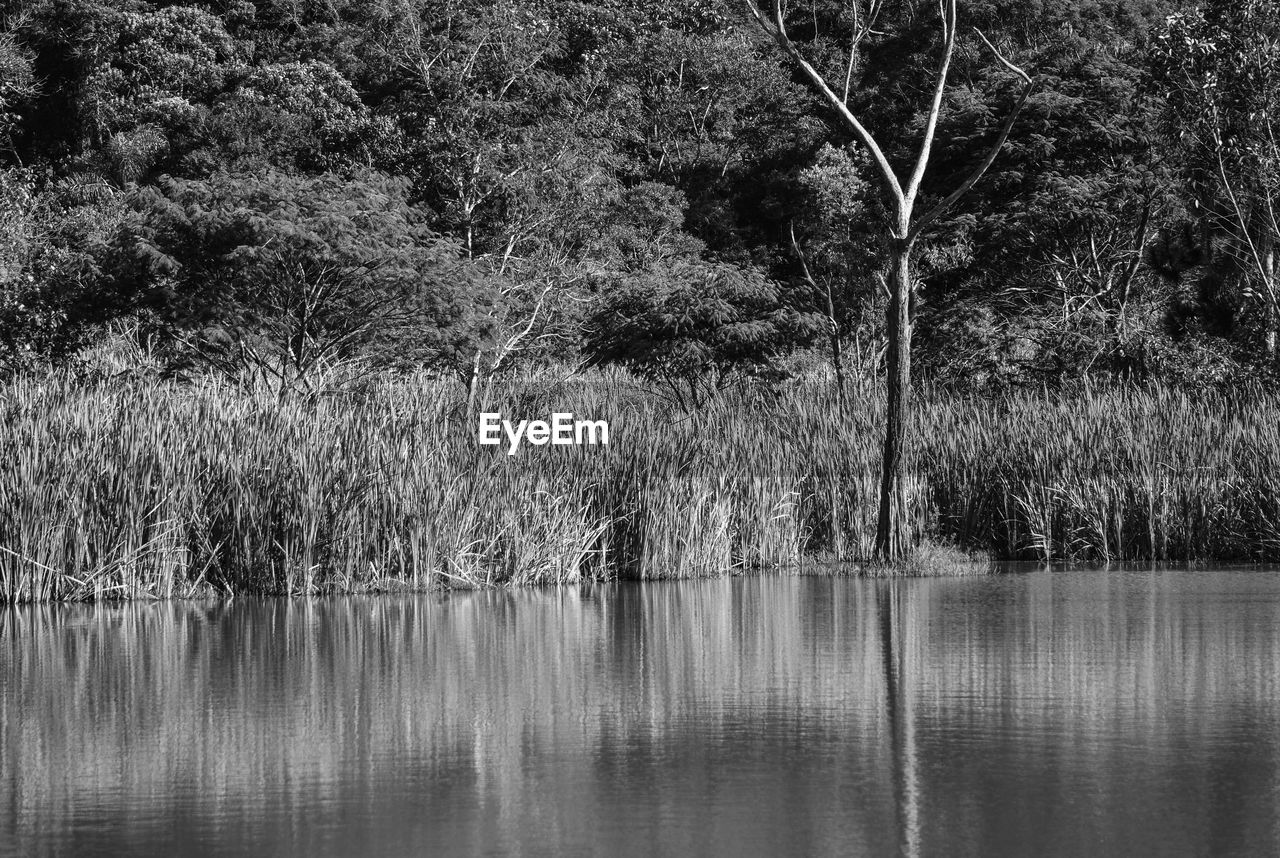 REFLECTION OF TREES IN LAKE