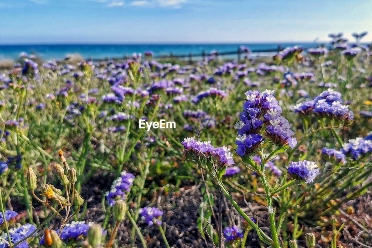 Close-up of -limonium sinuatum- purple flowering plants by sea against sky