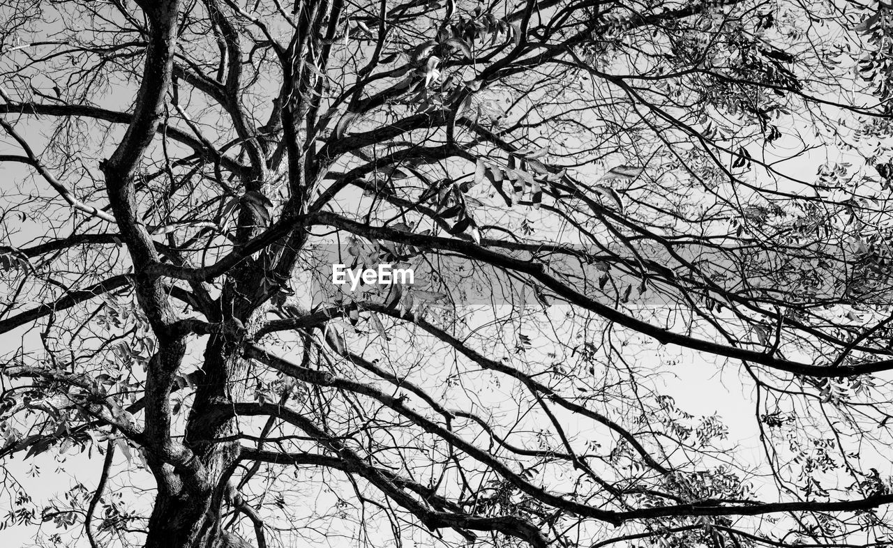 tree, branch, bare tree, black and white, plant, low angle view, monochrome, monochrome photography, no people, sky, nature, beauty in nature, tranquility, day, outdoors, growth, full frame, backgrounds, winter, tree trunk