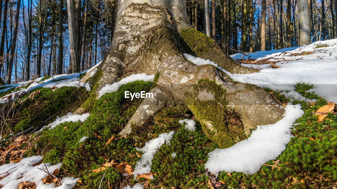 Pine trees in forest during winter