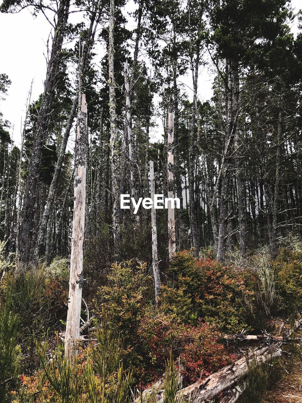 LOW ANGLE VIEW OF TREES AND PLANTS IN FOREST