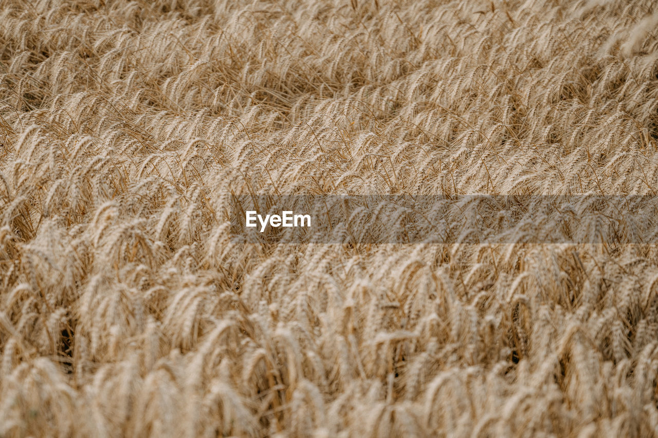 Full frame shot of wheat field