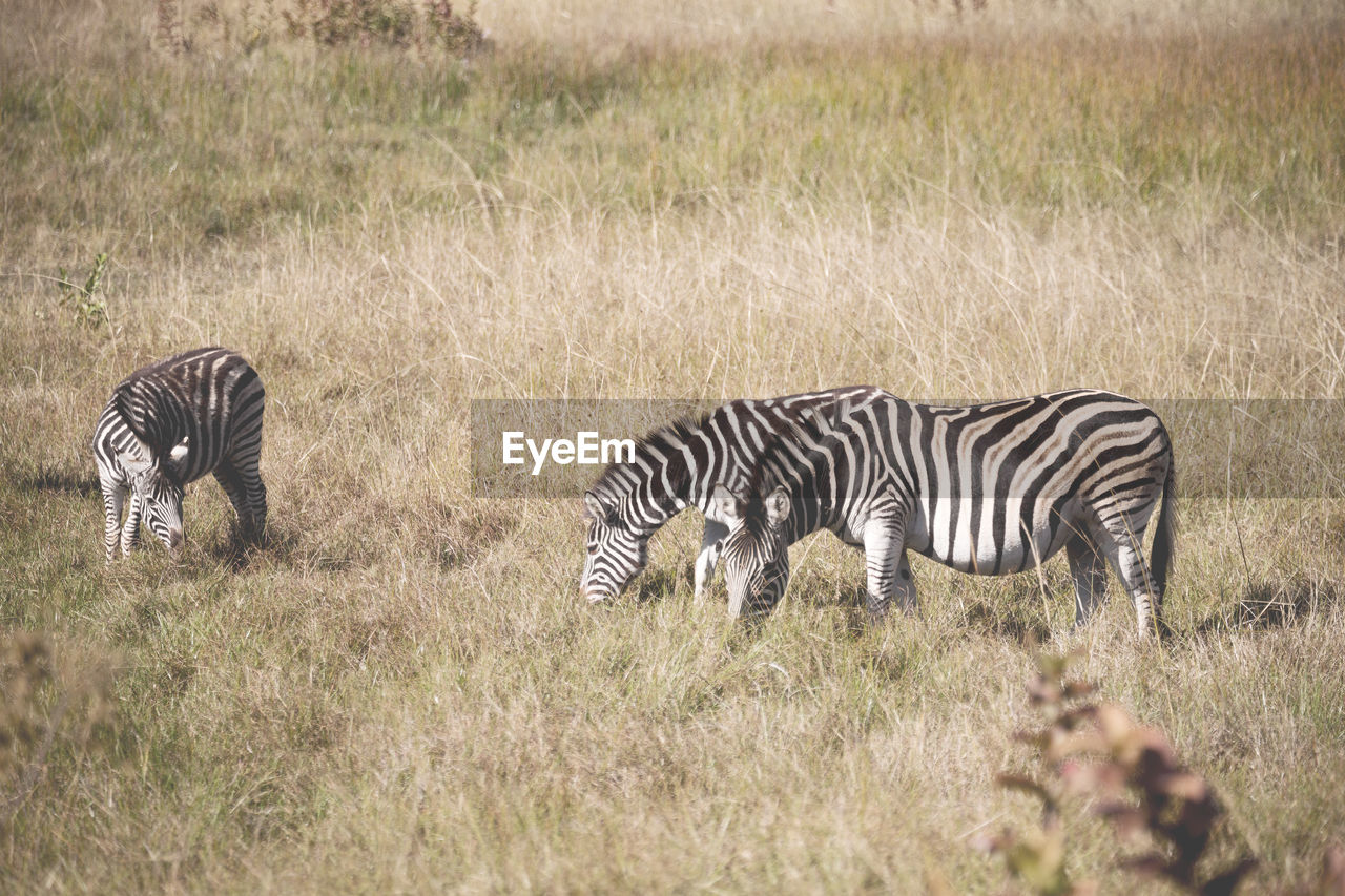 VIEW OF TWO ZEBRAS
