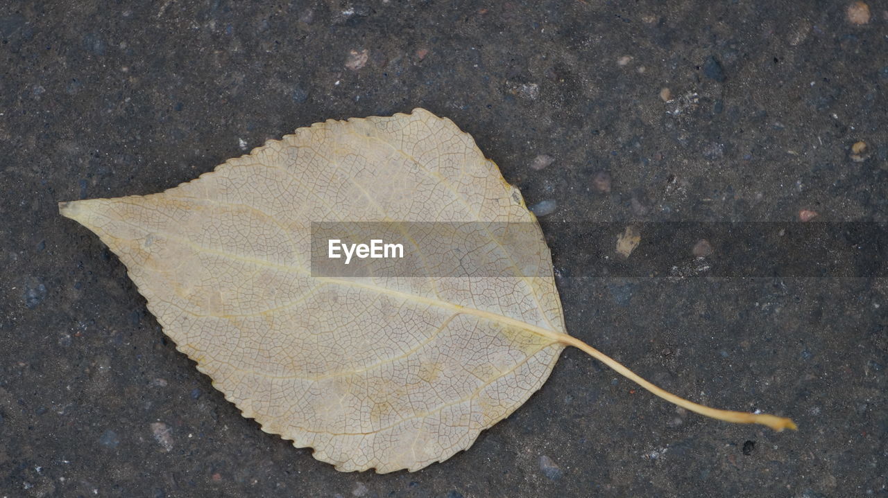 CLOSE-UP OF LEAVES ON WHITE SURFACE