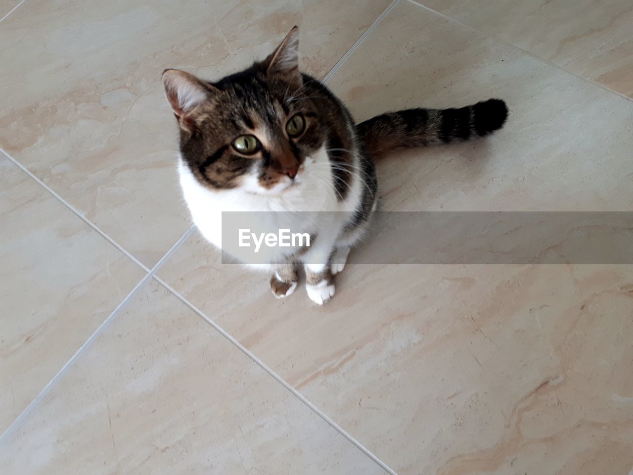 HIGH ANGLE VIEW PORTRAIT OF CAT SITTING ON FLOOR