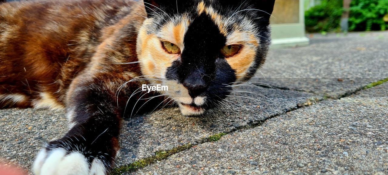 animal, animal themes, cat, mammal, one animal, feline, whiskers, domestic cat, pet, domestic animals, small to medium-sized cats, felidae, no people, day, footpath, kitten, close-up, animal body part, street, carnivore, outdoors