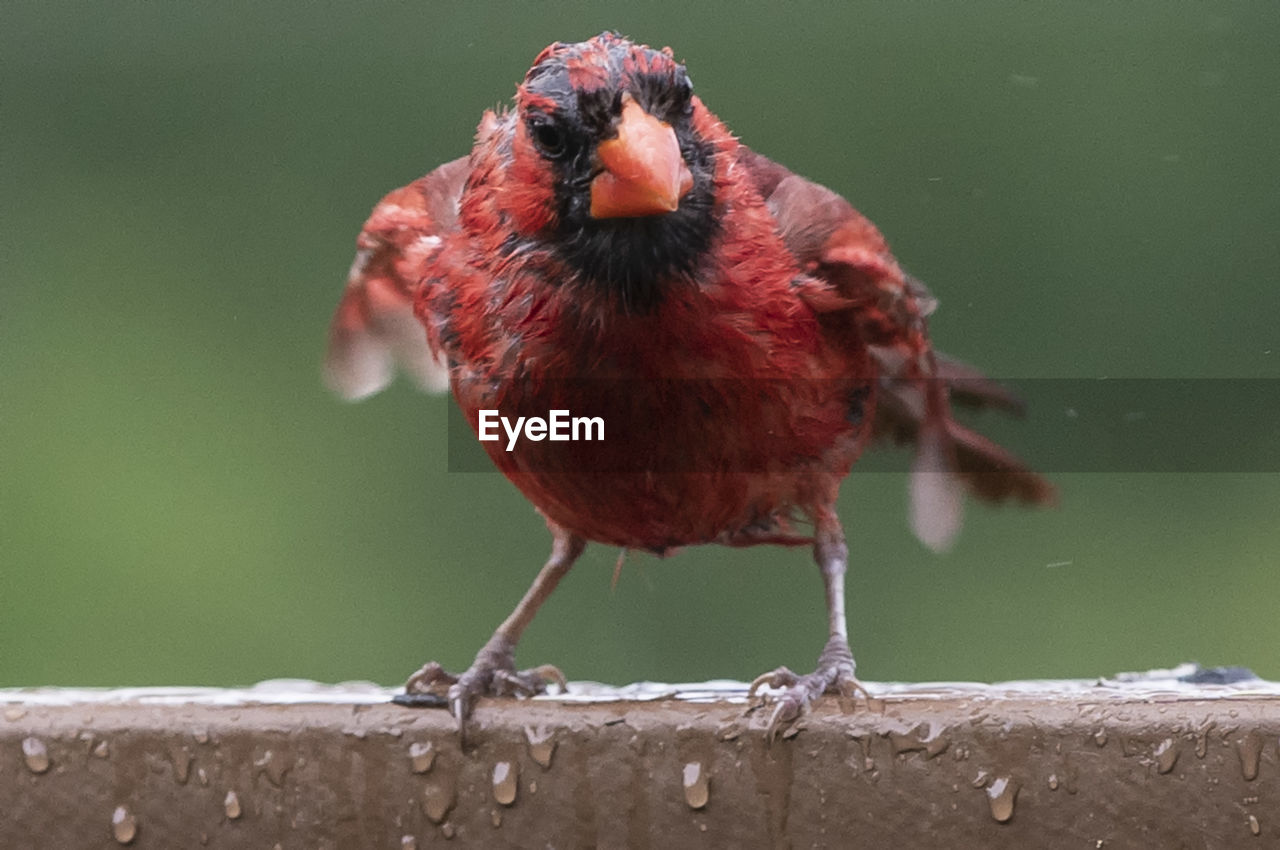 CLOSE-UP OF BIRD PERCHING ON THE WALL