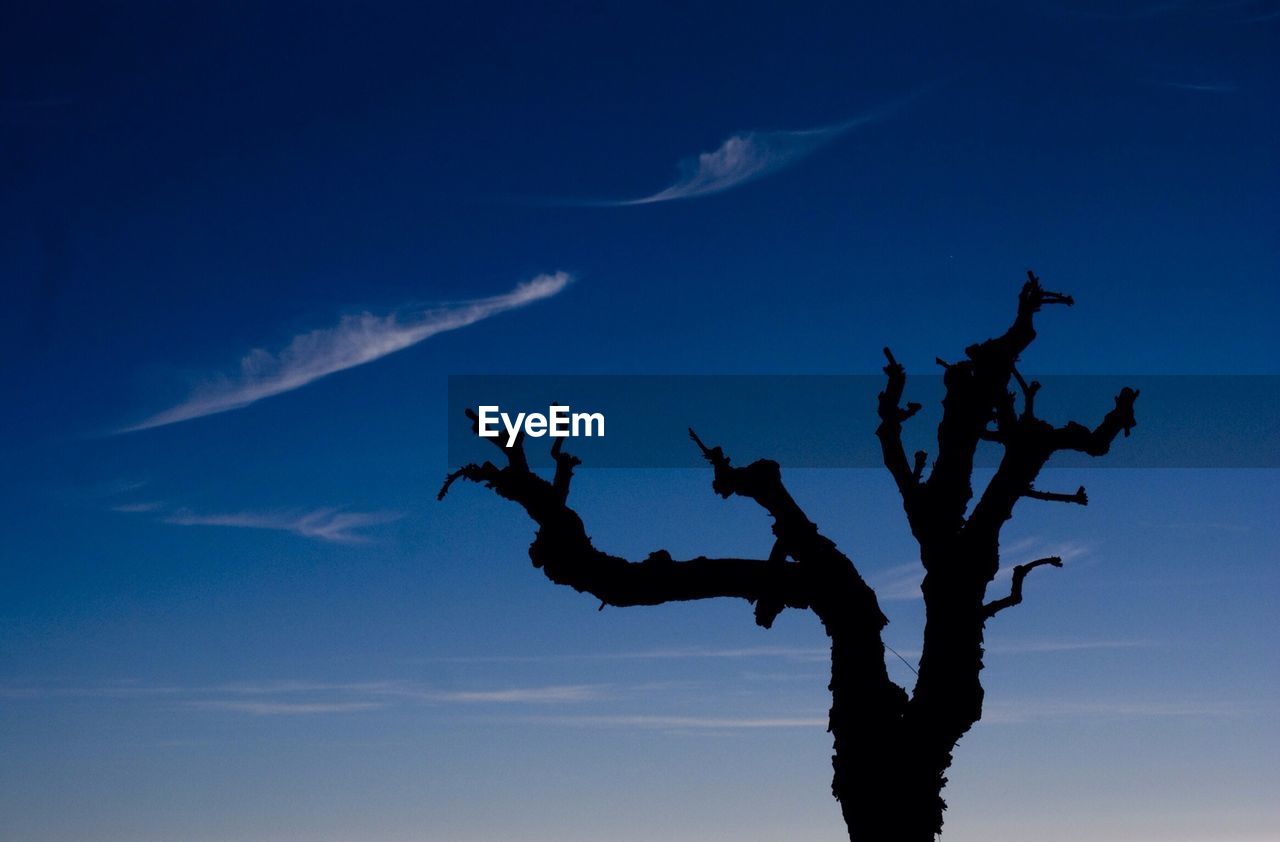 Low angle view of silhouette bare tree against blue sky