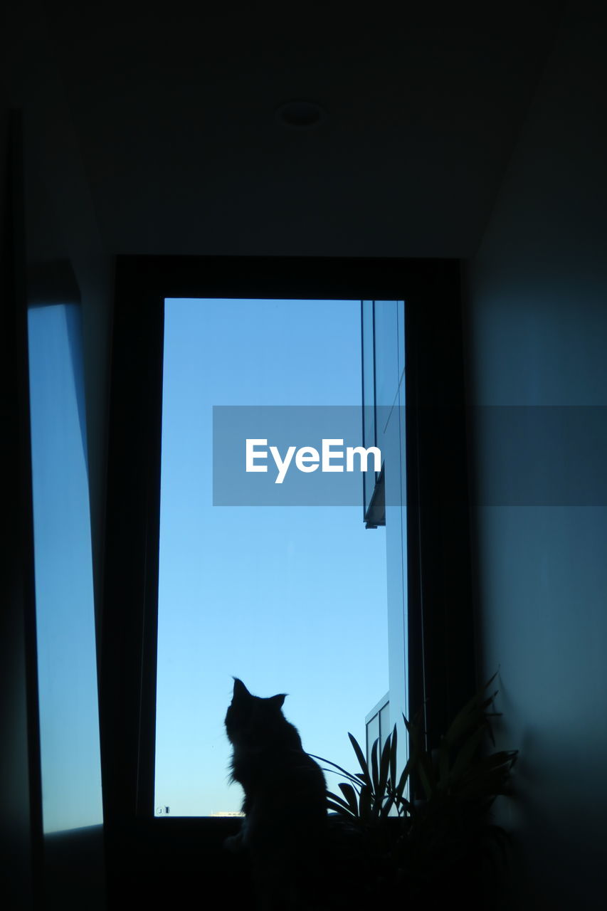 SILHOUETTE CAT LOOKING AWAY AGAINST WINDOW