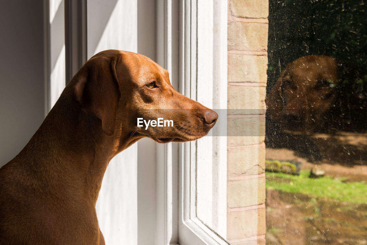 Close-up of vizsla looking towards window at home