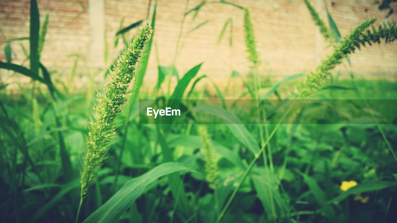 Close-up of plant growing in field