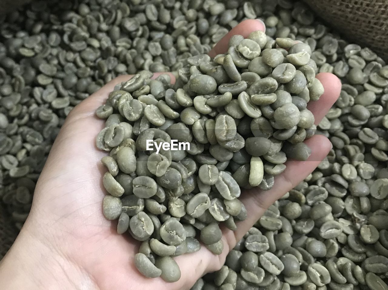 HIGH ANGLE VIEW OF PERSON HAND HOLDING BEANS