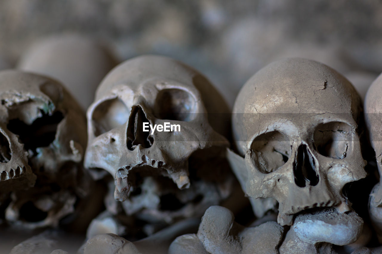 Close-up of human skulls