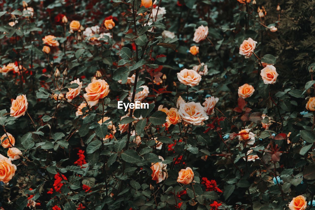 Full frame shot of roses and leaves