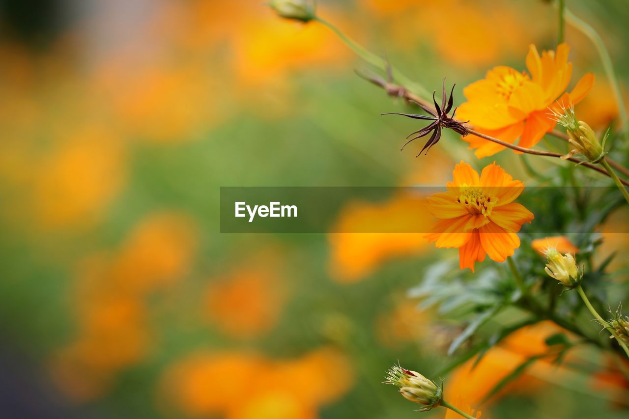 CLOSE-UP OF BUTTERFLY ON ORANGE FLOWER