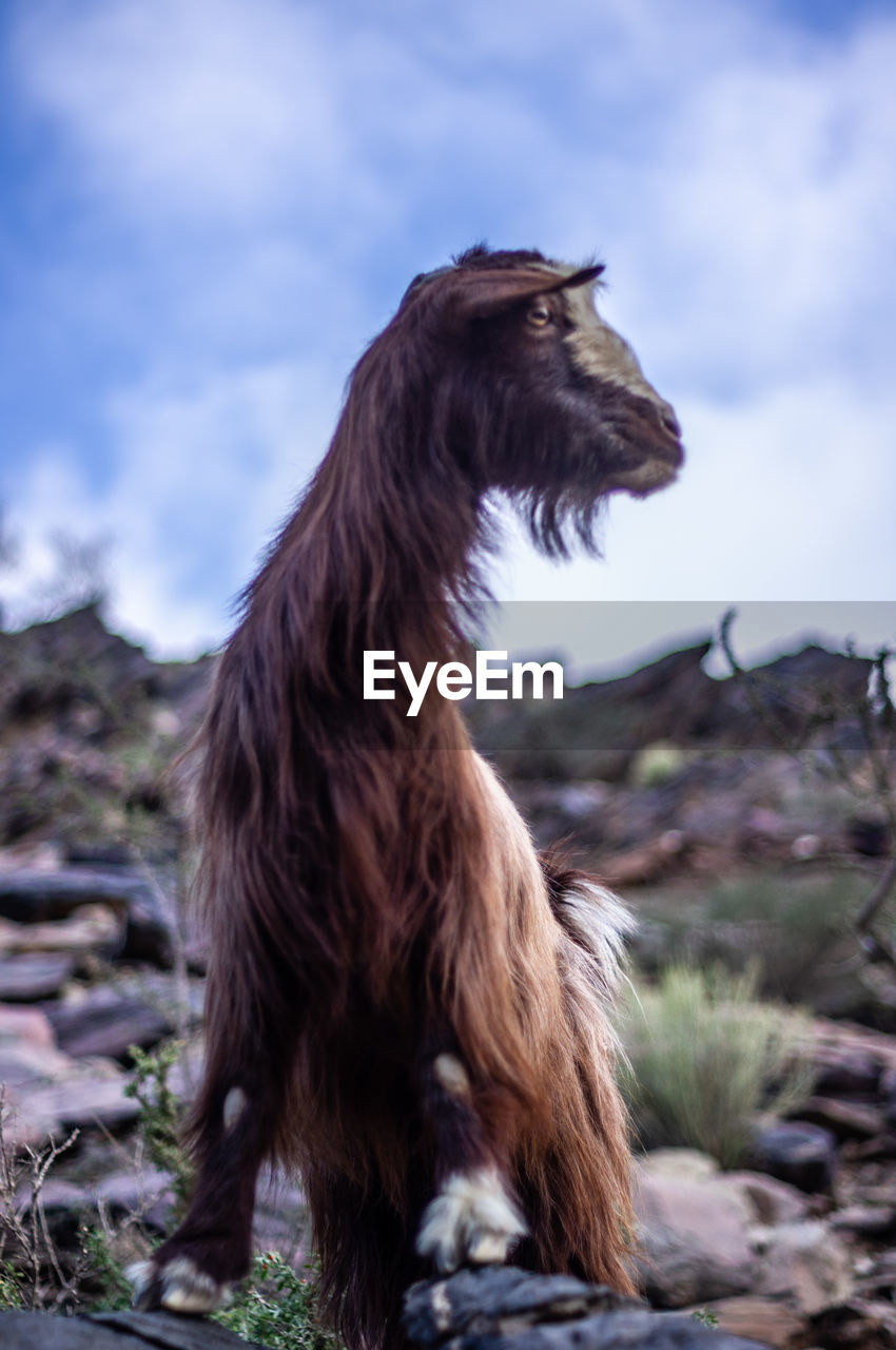 HORSE STANDING IN THE FIELD