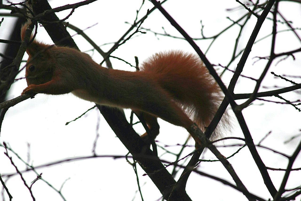 LOW ANGLE VIEW OF MONKEY ON TREE