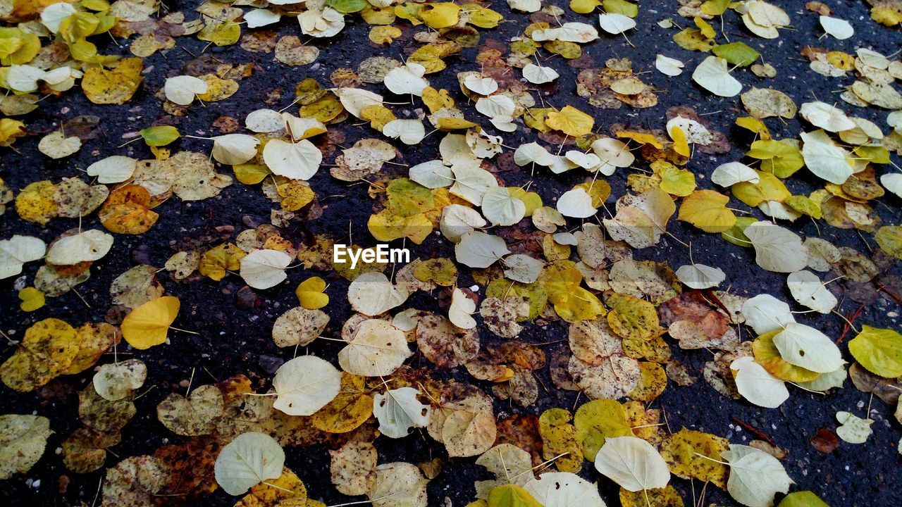 High angle view of leaves on street during autumn