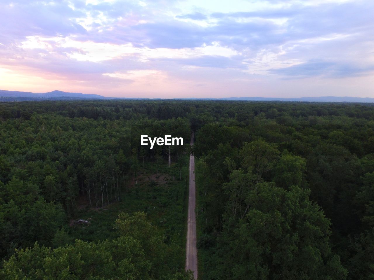 Aerial view of road amidst trees in forest 