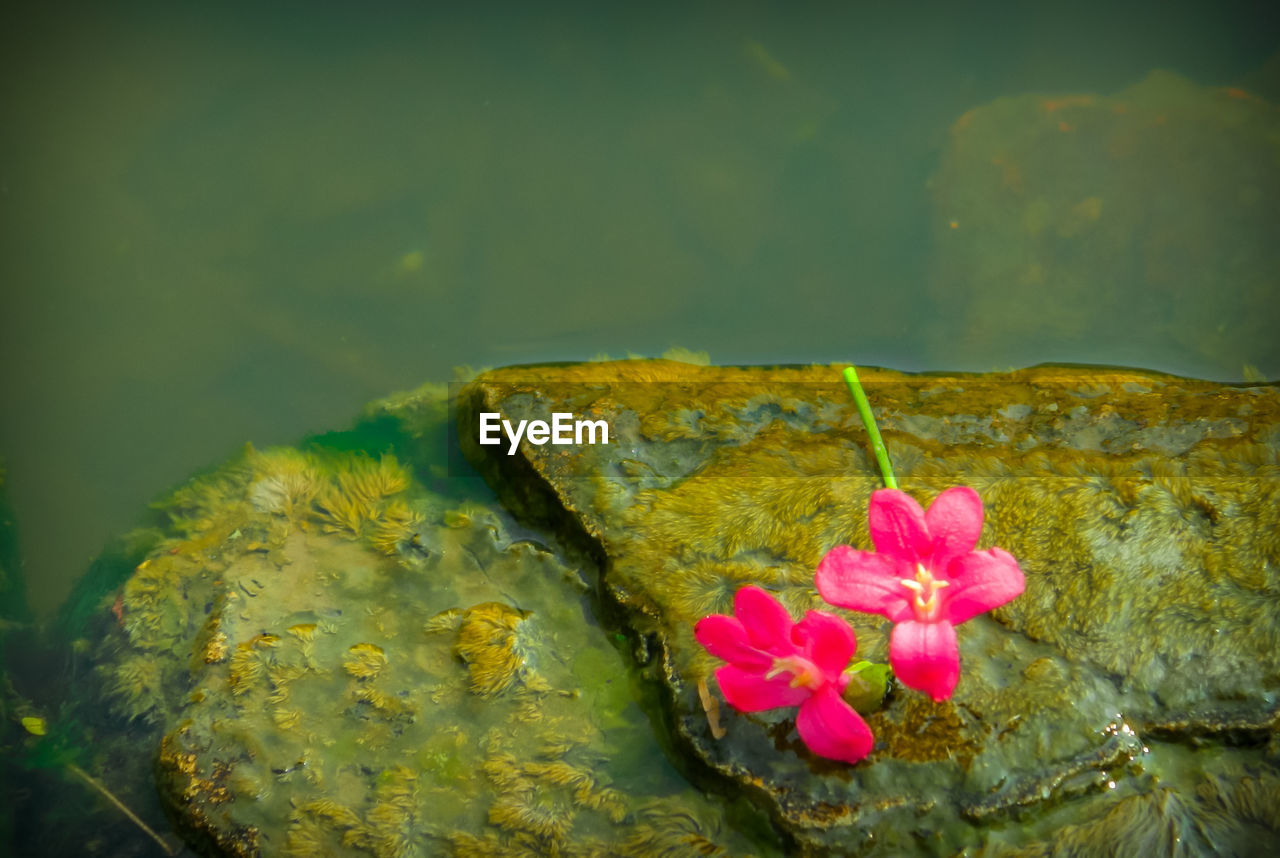 Pink flowers on moss covered rocks in lake